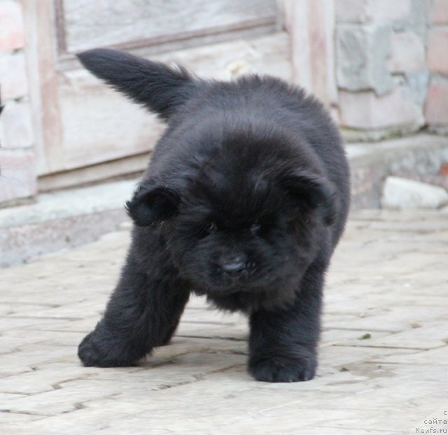 Фото: ньюфаундленд Slavjanka s Berega Dona (Славянка с Берега Дона)