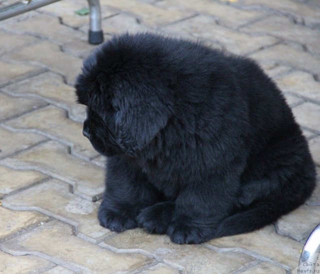 Фото: ньюфаундленд Sentyabrina s Berega Dona (Сентябрина с Берега Дона)