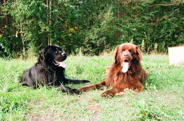 Фото: ньюфаундленд Pravitel' Taygi (Правитель Тайги), ньюфаундленд Princ Pryey (Принц Прэй)
