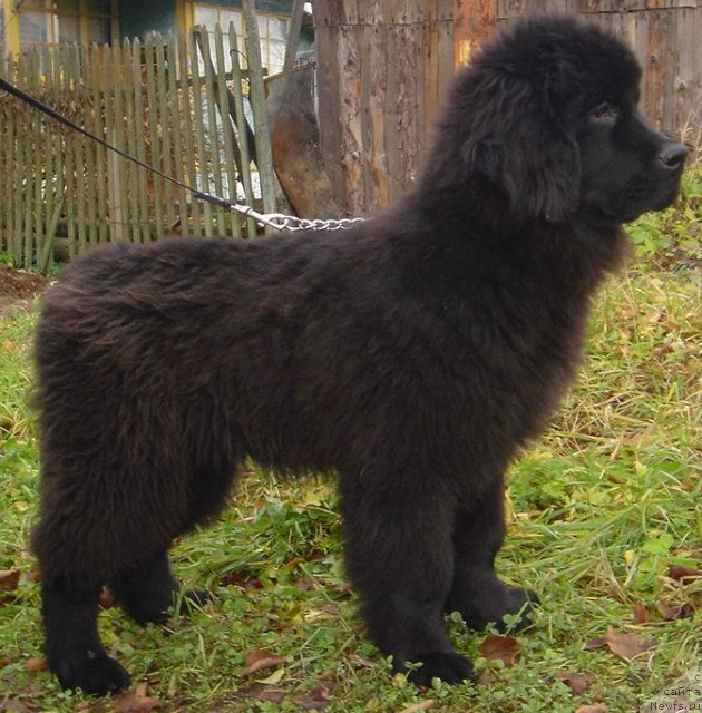 Фото: Дар СвеЗы Юстас Сагиттариус_4мес