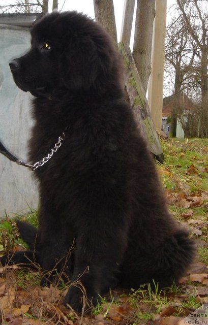 Фото: Дар СвеЗы Юстас Сагиттариус_4мес