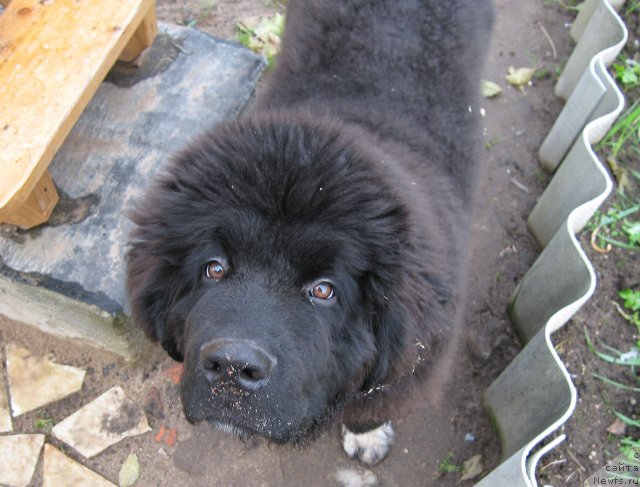 Фото: ньюфаундленд Pitern'yuf CHupa-CHups (Питерньюф Чупа-Чупс)