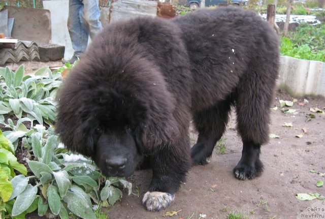 Фото: ньюфаундленд Pitern'yuf CHupa-CHups (Питерньюф Чупа-Чупс)