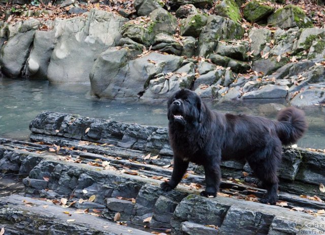 Фото: ньюфаундленд Potap Fidel' (Потап Фидель)