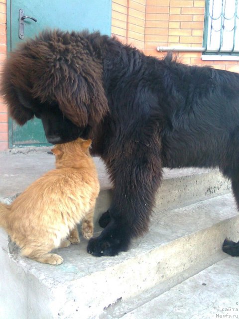 Фото: ньюфаундленд Razguljaj s Berega Dona (Разгуляй с Берега Дона)