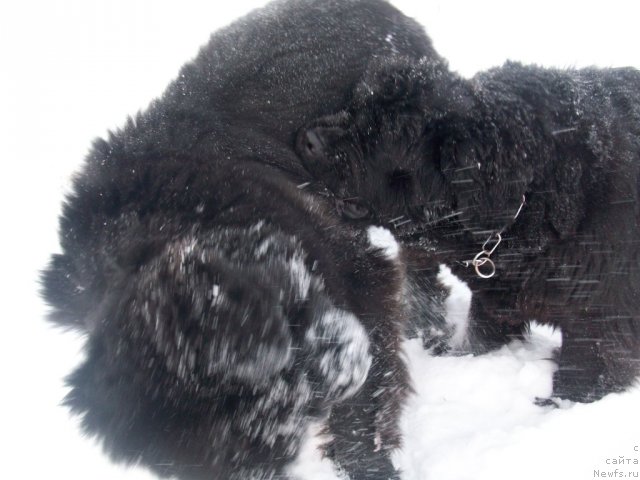 Фото: ньюфаундленд Karat iz Medvejyego Yara (Карат из Медвежьего Яра)
