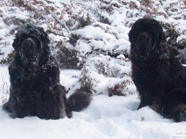 Фотография № 52931