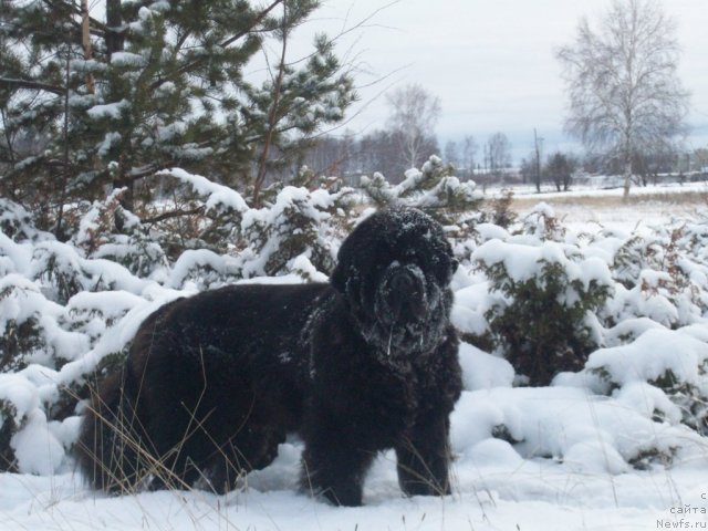 Фото: ньюфаундленд Karat iz Medvejyego Yara (Карат из Медвежьего Яра)