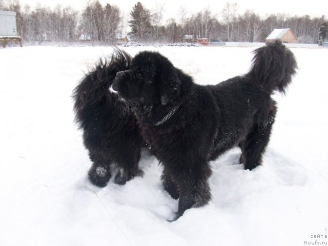 Фото: ньюфаундленд Karat iz Medvejyego Yara (Карат из Медвежьего Яра)