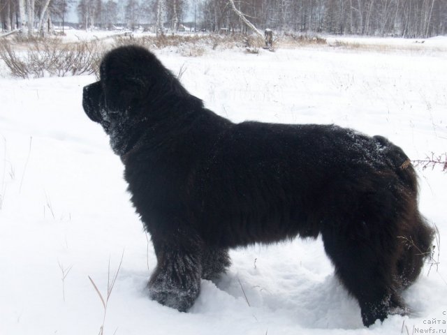 Фото: ньюфаундленд Karat iz Medvejyego Yara (Карат из Медвежьего Яра)