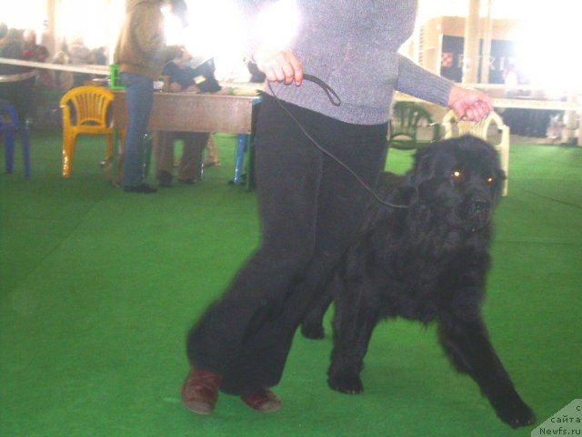 Фото: ньюфаундленд Charivna Cherepashka Bolshoj Malysh (Чаривна Черепашка Большой Малыш)