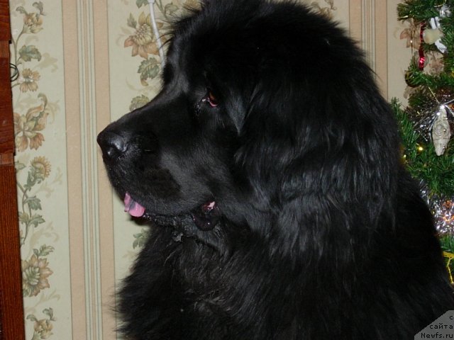 Фото: ньюфаундленд Lesnaya Skazka Raskrasavica (Лесная Сказка Раскрасавица)