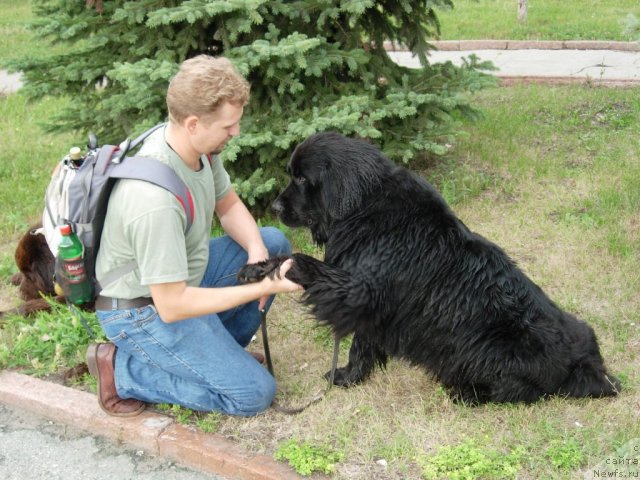 Фото: ньюфаундленд Lesnaya Skazka Raskrasavica (Лесная Сказка Раскрасавица)