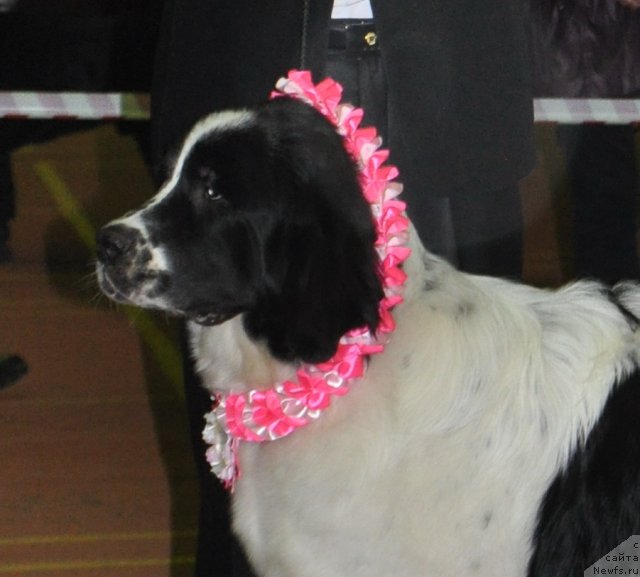 Фотография № 52960