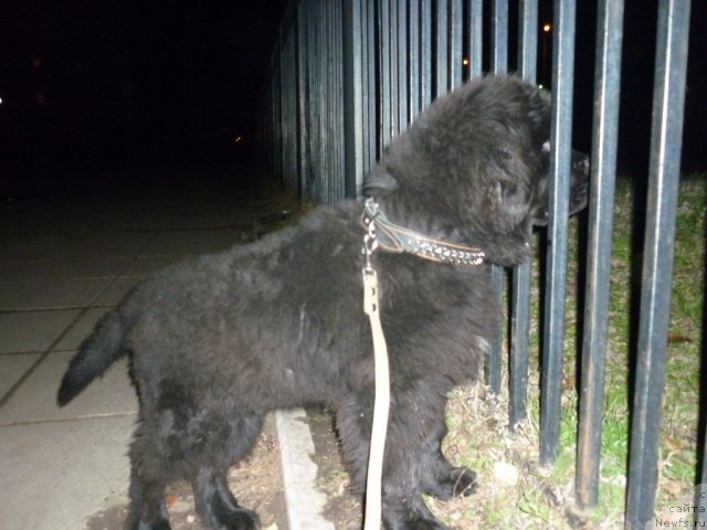 Фото: ньюфаундленд Il'ya Muromec (Илья Муромец)