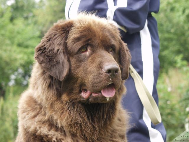 Фото: ньюфаундленд Stardi (Старди)