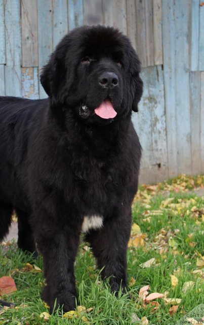 Фото: ньюфаундленд Patti s Berega Dona (Патти с Берега Дона)