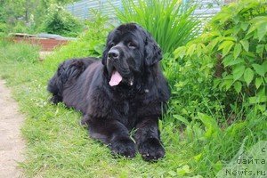 Фото: ньюфаундленд Pchiolkin Dom Vostorg Dushi (Пчёлкин Дом Восторг Души)