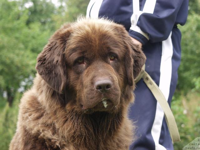 Фото: ньюфаундленд Stardi (Старди)