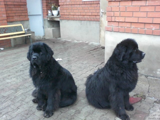 Фото: ньюфаундленд Baloven' Sud'byi (Баловень Судьбы), ньюфаундленд N'yufort Lunnyiy Barhat (Ньюфорт Лунный Бархат)