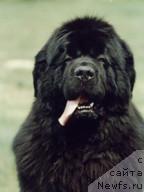 Фото: ньюфаундленд Midnight Lady's Great Expectation
