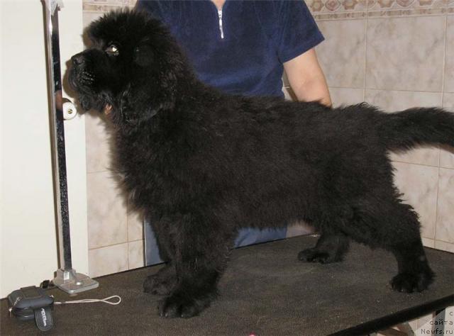 Фото: ньюфаундленд Vinces iz Medvejyego Yara Dlja Berega Dona (Винчес из Медвежьего Яра для Берега Дона)