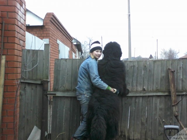 Фото: ньюфаундленд N'yufort Lunnyiy Barhat (Ньюфорт Лунный Бархат)