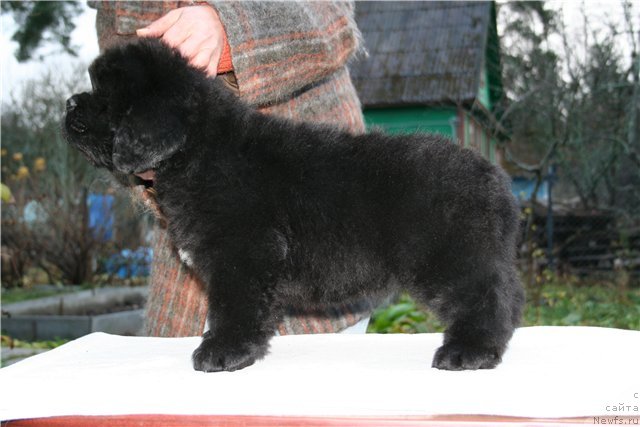 Фото: ньюфаундленд Smigar Gordon Fellow (Смигар Гордон-Феллоу)