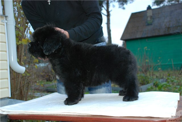 Фото: ньюфаундленд Smigar Gordon Fellow (Смигар Гордон-Феллоу)