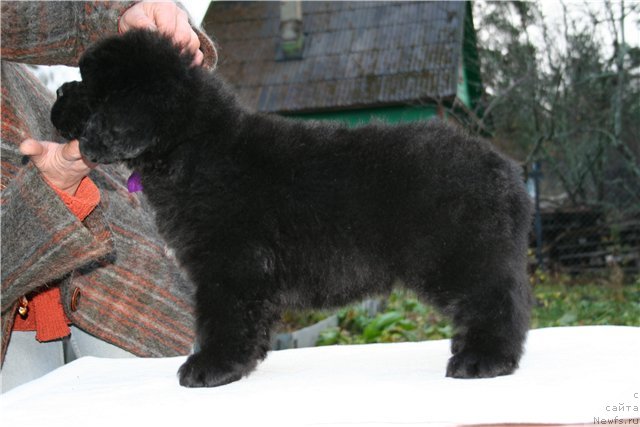 Фото: Смигар Гордон Фелоу - мальчик