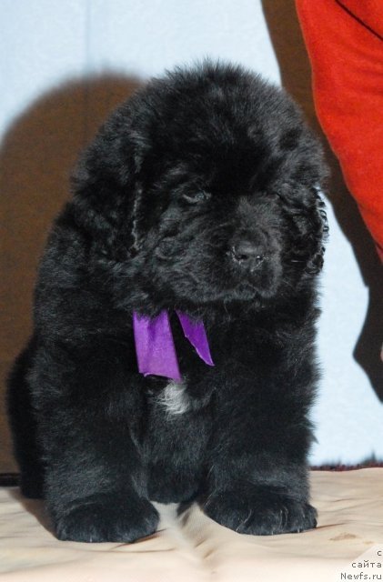 Фото: ньюфаундленд Smigar Gordon Fellow (Смигар Гордон-Феллоу)