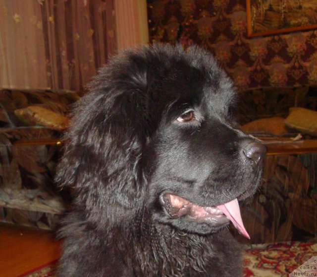 Фото: ньюфаундленд Ih Visochestvo Gloria Airis (Их Высочество Глория Айрис)