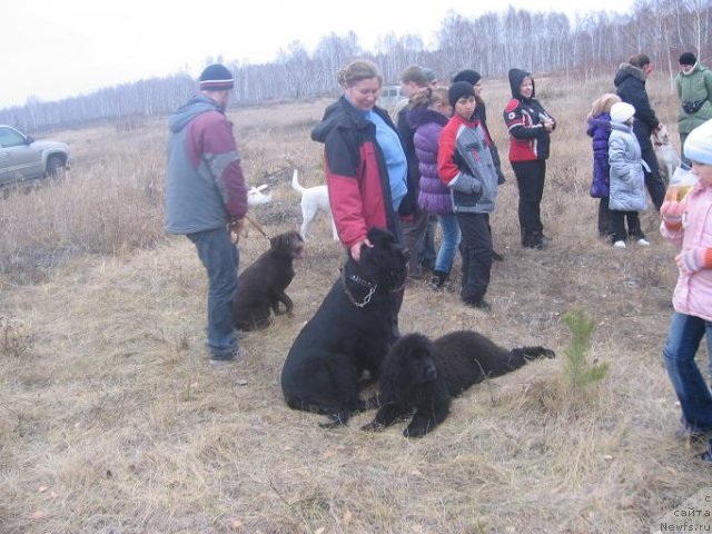 Фото: ньюфаундленд Ekspressiya  iz Medvej'ego YAra (Експрессия  из Медвежьего Яра), ньюфаундленд Appolon Big Boss (Апполон Биг Босс), Svetlana Botova (Светлана Ботова)