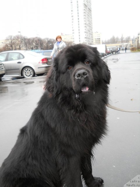 Фото: ньюфаундленд Fann'yuf Oligarh Litavr (Фанньюф Олигарх Литавр)