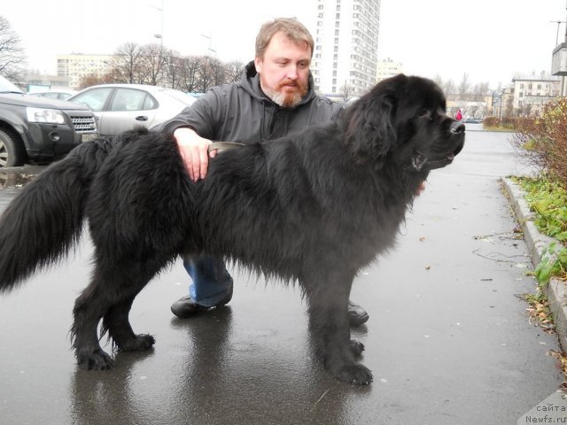 Фото: ньюфаундленд Fann'yuf Oligarh Litavr (Фанньюф Олигарх Литавр)