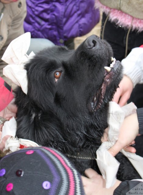 Фото: ньюфаундленд Ekspressiya  iz Medvej'ego YAra (Експрессия  из Медвежьего Яра)