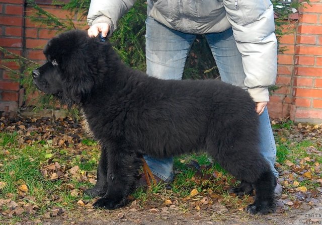 Фотография № 53055