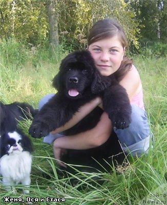 Фото: ньюфаундленд Arh B'yuti Oksi Svet (Арх Бьюти Окси Свет)