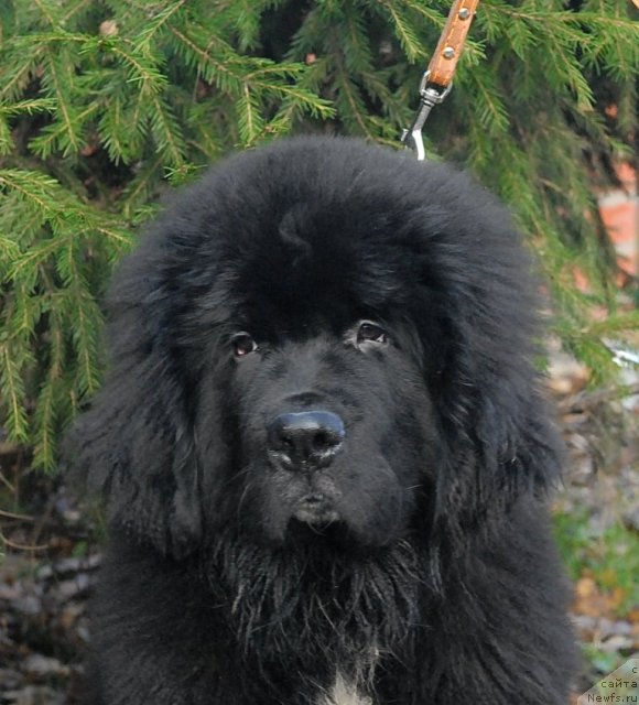 Фотография № 53061