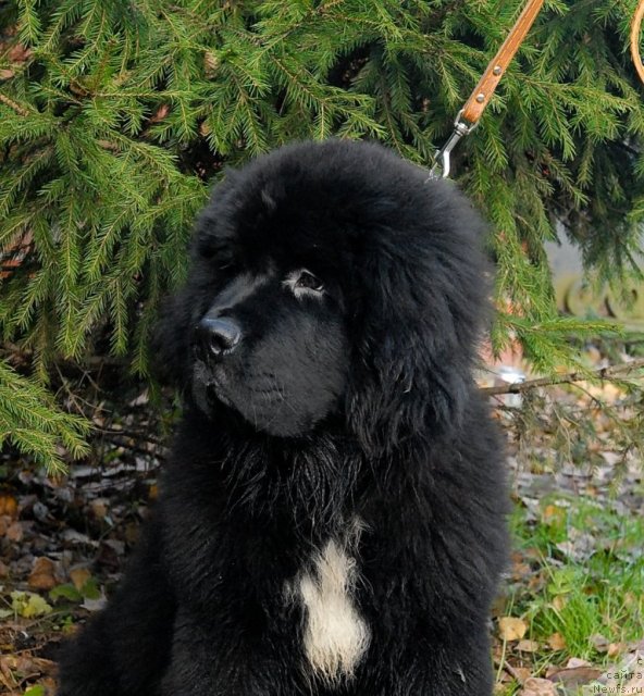 Фотография № 53062