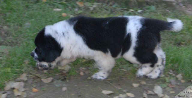 Фотография № 53065