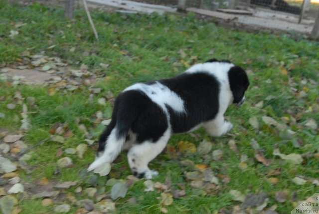 Фотография № 53071