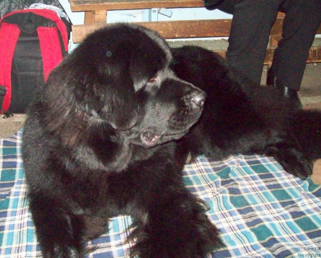 Фото: ньюфаундленд Zavetnaya Mechta (Заветная Мечта)