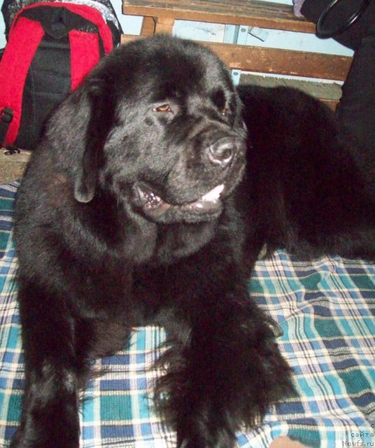 Фото: ньюфаундленд Zavetnaya Mechta (Заветная Мечта)