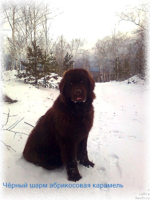 Фото: ньюфаундленд CHernyiy SHarm Abrikosovaya Karamel' (Черный Шарм Абрикосовая Карамель)