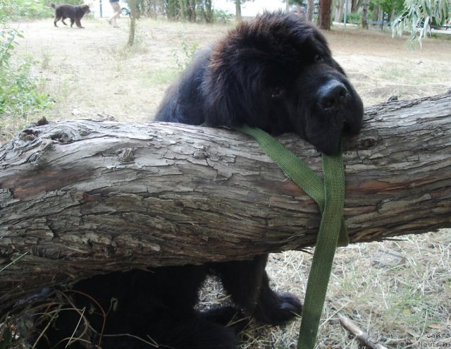 Фото: ньюфаундленд Elizar Vialiki Miadzvedz (Елизар Вялiкi Мядзведзь)