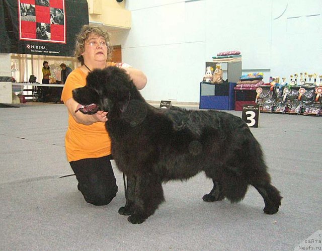 Фото: ньюфаундленд N'yufort Magiya Lyubvi (Ньюфорт Магия Любви)