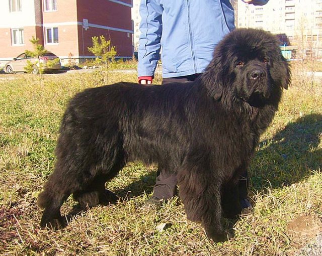 Фото: ньюфаундленд Super Bizon Vankuver (Супер Бизон Ванкувер)