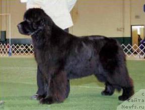 Фото: ньюфаундленд Midnight Lady's One Vision