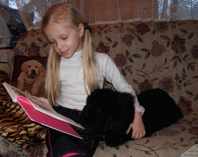 Фото: ньюфаундленд Smigar Galaxsy Shall Win (Смигар Галакси Шелл Вин)